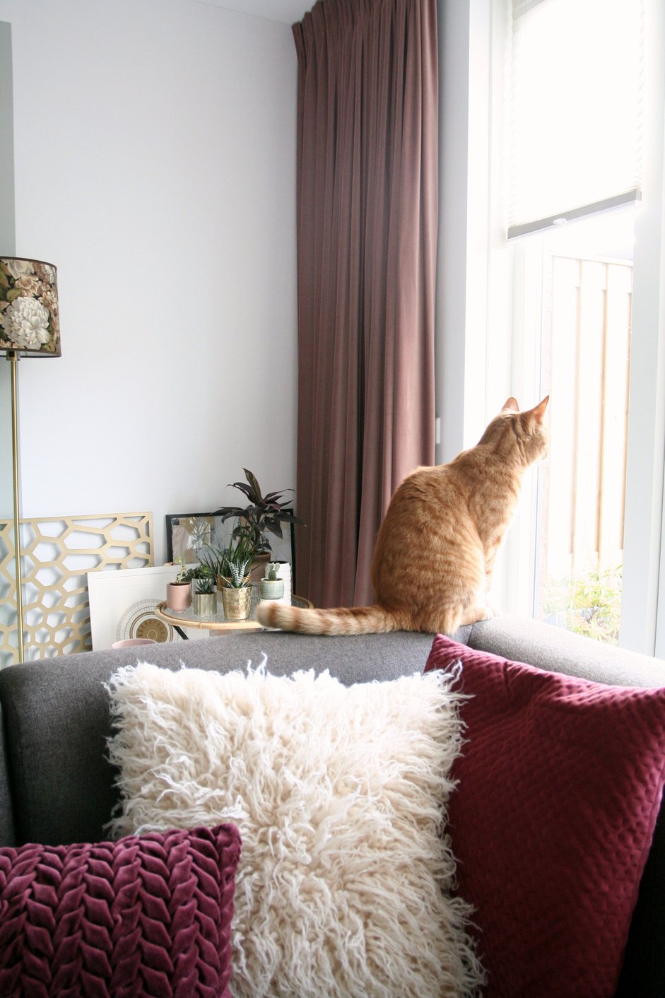 Overgordijnen met een kat