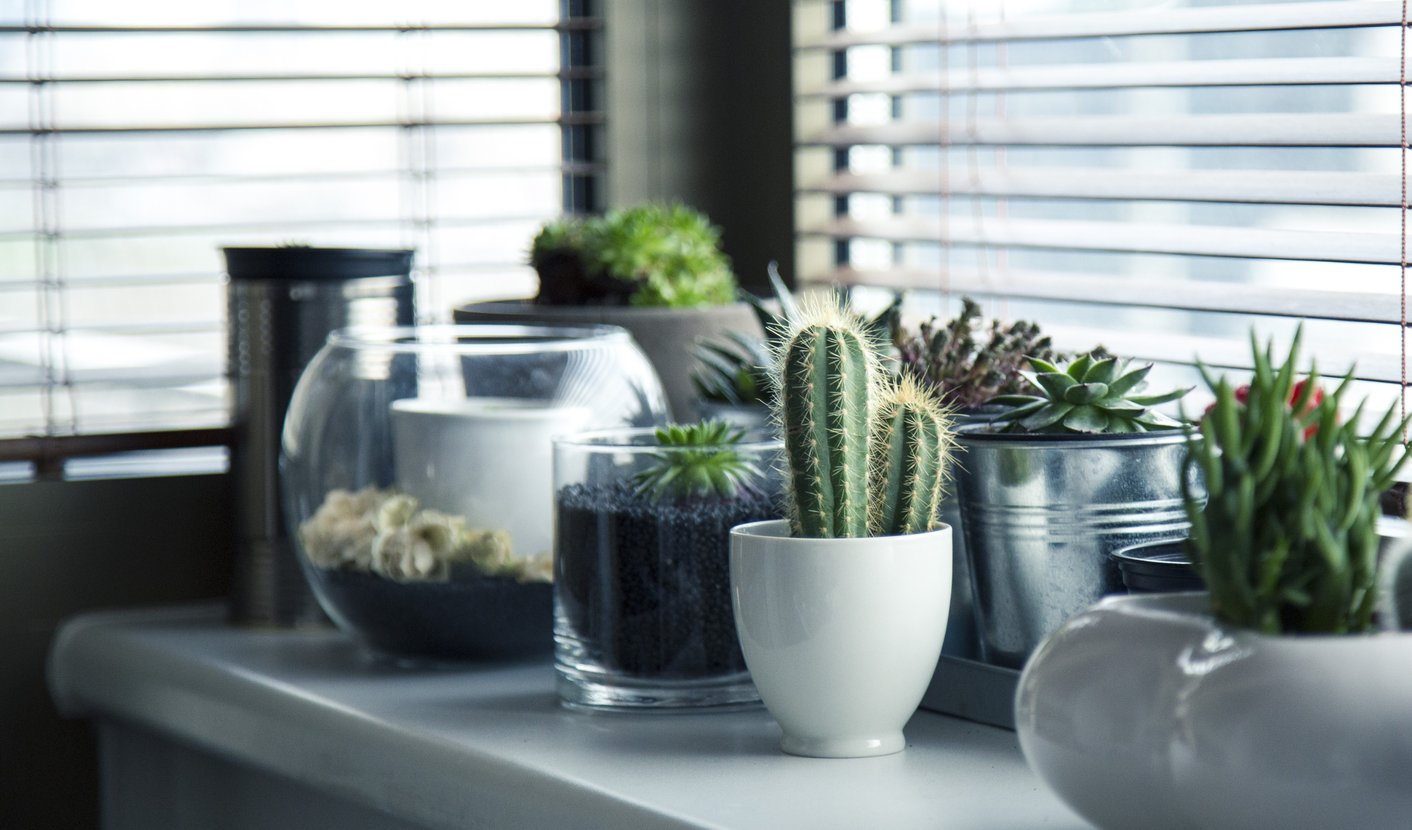 Cactussen in een urban jungle
