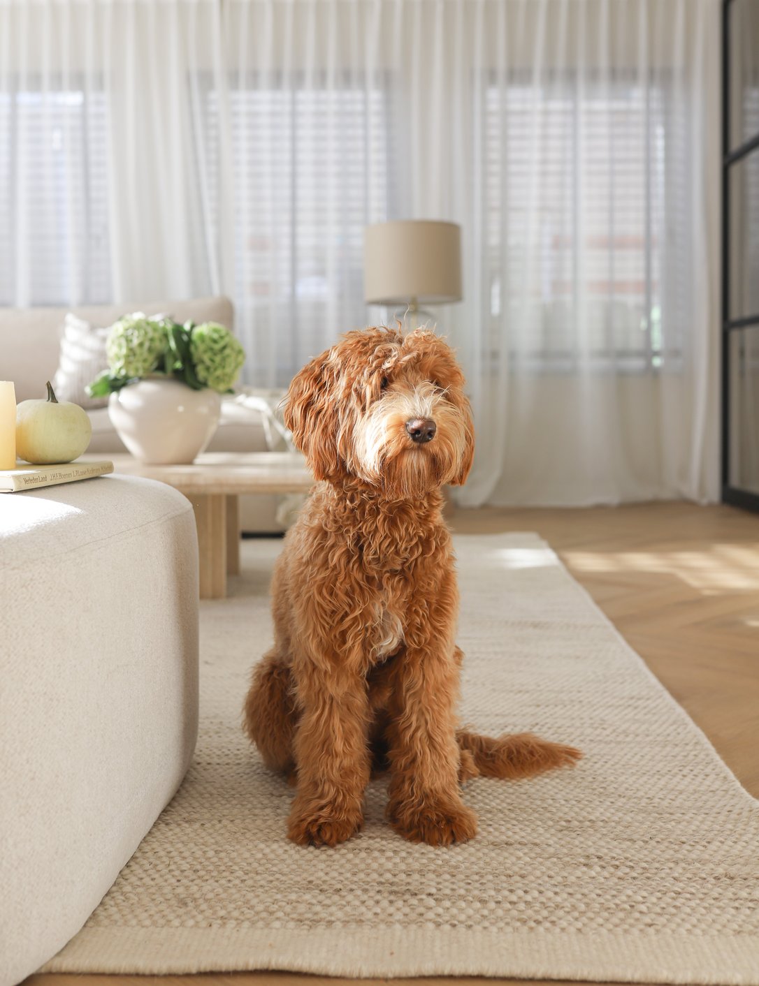 Witte gordijnen met honden