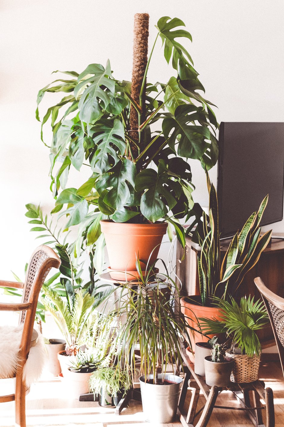 Voorbeeld botanisch interieur